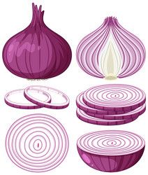 Onion Drawing, Hand Work Embroidery, Food Illustrations, Psd Files, Red Onion, Vector Photo, Onions, Png Images, Vector Free