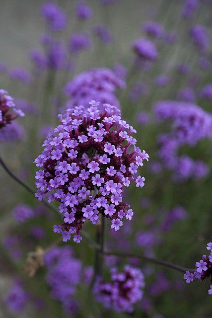 Purple flower by Derek Chaplin.   Such a pretty color and the tiny blooms are so pretty and delicate. Purple Garden, Purple Love, All Things Purple, Beautiful Blooms, Flowers Nature, Shades Of Purple, Amazing Flowers, Small Flowers, Love Flowers