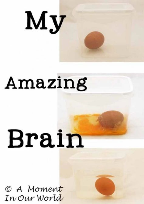 Preschool Brain Activities, Nervous System Craft, The Brain For Kids, Nervous System Projects, Human Body Homeschool, Human Body Systems Projects, Apologia Anatomy, Body Systems Project, Human Body Science Projects