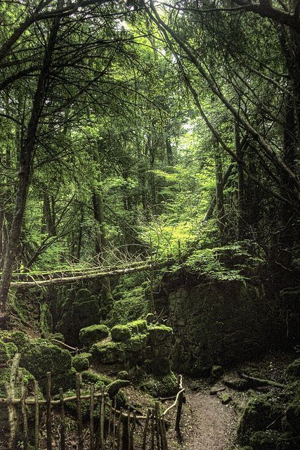 Puzzlewood, Forest of Dean. Tolkien and JK Rowling both got inspiration from here. Truly magical place. Forest Of Dean, Magical Forest, Magical Places, Pretty Places, Oh The Places Youll Go, Tolkien, Beautiful World, In The Middle, The Great Outdoors