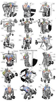 Shoulder Workout Routine, Gym Program, Shoulder Workouts, Fitness Studio Training, Best Shoulder Workout, Trening Sztuk Walki, Gym Workout Chart, Workout Routine For Men, Gym Workouts For Men