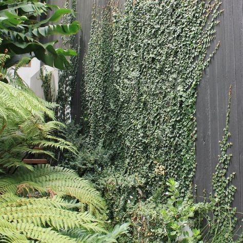 Creeping Fig On Fence, Creeping Fig Wall, Creeping Fig Vine, Vines Ideas, Australia Homes, Creeper Plants, Garden Zones, Vine Fence, Wall Gardens