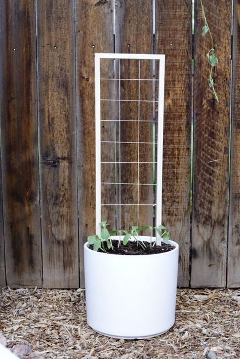 DIY Mini Trellis - The Merrythought Easy Trellis, Balcony Trellis, Snake Repellant Plants, Outdoor Living Wall, Trellis Gardening, Mini Trellis, Snake Repellant, Diy Upcycled Decor, Pot Trellis