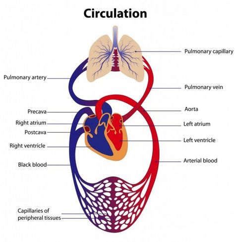 Diagram Of The Circulatory System For 5th Grade Blood Circulation Diagram, Circulatory System For Kids, Circulation Diagram, Circulatory System Activities, Human Anatomy Chart, Human Circulatory System, Heart Diagram, The Circulatory System, Diagram Design Ideas