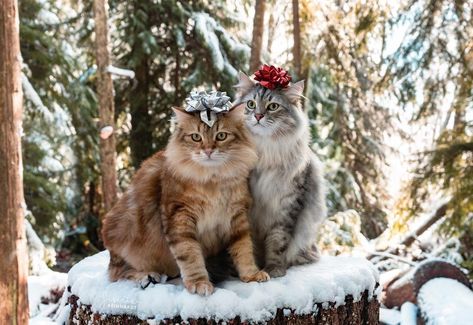 𝐑𝐞𝐢𝐧𝐡𝐚𝐫𝐝𝐭 🧶 on Instagram: “We're the best gift anyone could ask for 🎁😼 Here's wishing you a wonderful holiday season ❄️ . . . @siberian_reinhardt #catsofinstagram…” Siberian Reinhardt, Siberian Forest Cat, Siberian Forest, Couple Winter, Siberian Cats, Cat Couple, Winter Cat, Siberian Cat, Forest Cat