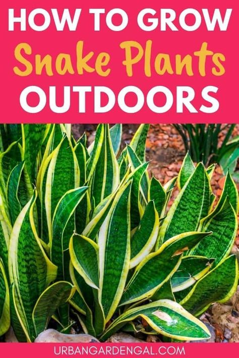 Snake Plant Care Outdoors, Outdoor Snake Plant Ideas, Snake Plant Garden Outdoor, Outdoor Snake Plant, Snake Plant Outdoors, Snake Plant Outdoor Landscape, Snake Plant Landscaping, Snake Plants Outdoors, Snake Plant Garden