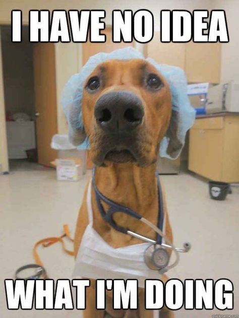 I have no idea what I'm doing. Nursing School Humor, Vet School, Student Humor, Vet Med, Nursing Memes, Medical Humor, Nurse Quotes, Medical Assistant, Med School