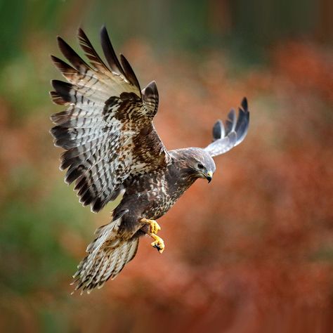 BUZZARDS DAY - March 15, 2023 - National Today Hawk In Flight, Buzzard, Outdoor Art, In Flight, Flight, Art Print, Wall Art, Wall, Black