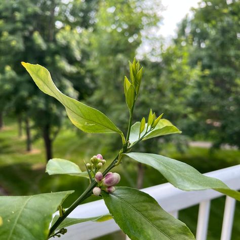 🍋 What Do Meyer Lemon Tree Flowers Mean? Indoor Meyer Lemon Tree, Mayer Lemon Tree, Meyer Lemon Tree Indoor, Meyer Lemon Tree Care, Meyer Lemon Tree, Charlie Brown Christmas Tree, Citrus Plant, Lemon Trees, Tree Growth