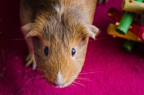 Types Of Bedding, Guinea Pig House, K9 Training, Guinea Pig Bedding, Pig House, Exercise Ball, Guinea Pig Cage, Cat Training, How To Get Sleep