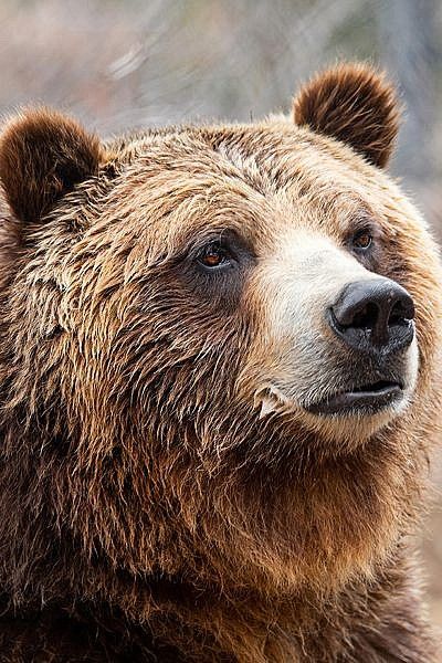 Grizzly Bear Photography, Alaska Quilt, Photo Ours, Bear Photography, Bear Hunting, Bear Tattoos, Bear Images, Wild Animals Pictures, Bear Photos