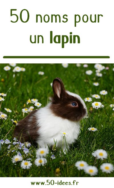 Vous allez prochainement adopter un lapin ou une lapine ? Découvrez 50 noms originaux! The Originals, Animals