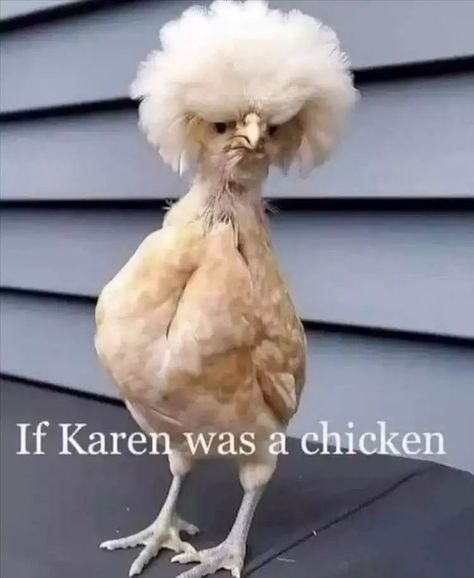 Funny Animal Pics Meme - Karen Chicken Funny Chicken Memes, Chicken Memes, Chicken Pictures, Fancy Chickens, Baby Chickens, Funny Chicken, Memes Of The Day, Cute Chickens, Chicken Humor