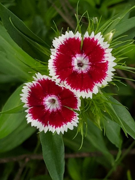 #GatherYeRosebuds #Flowers #Dianthus Dianthus Chinensis, Dianthus Flowers, Flower Pictures, Amazing Flowers, Flower Shape, Flowers Photography, Rose Buds, Tattoo Ideas, Flowers