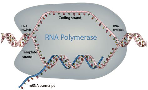 Dna To Rna, Rna Polymerase, Molecular Biology, The Cell, Transcription, Biotechnology, Biology, Bing Images, Science