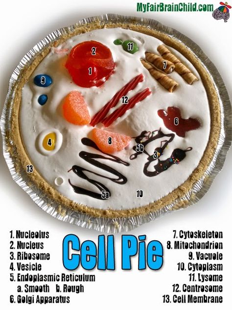 Edible Human Body Activities, Pizza Cell Project, Edible Animal Cell Project, Animal Cell Pizza Project, Edible Human Cell Project, Edible Plant Cell Project, Edible Cell Project Ideas, Edible Cell Model, Edible Animal Cell