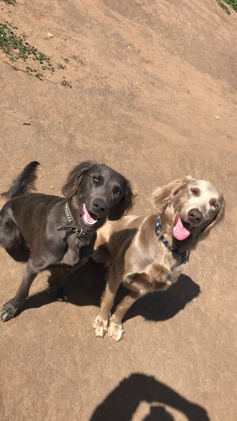 Longhair Weimaraner Long Haired Weimaraner, Hunter Dog, Beautiful Dog Breeds, Dream Dog, Pet Animals, Weimaraner, 7th Grade, Sweet Animals, Beautiful Dogs