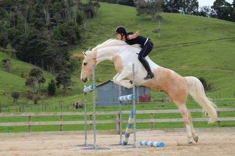 • • • • • • S O A R • • • • • • This will be me someday... <3 Alycia Burton, Cheval Pie, Shifting Board, Bareback Riding, Funny Horses, Horses And Dogs, Horse Crazy, Horse Jumping, Horse Life