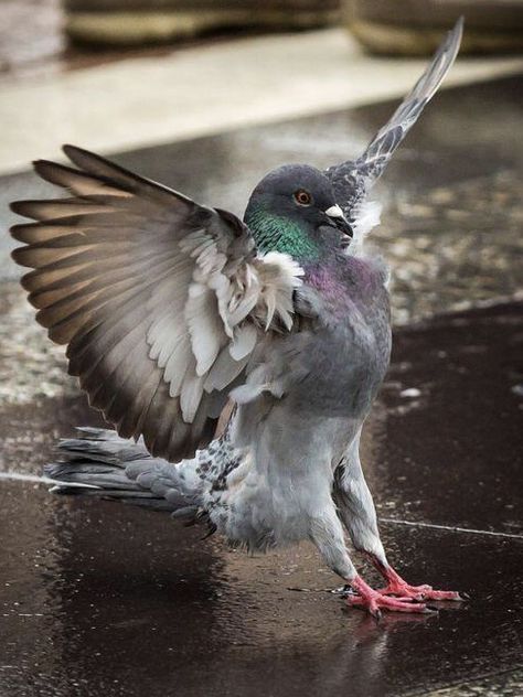 When life catches you by surprise, don’t put on the brakes, rather head for the runway! FuturistSpeaker.com #keynotespeaker #futuretrends #futureofwork #futurejobs Cute Pigeon, Pigeon Pictures, Animal Study, Animal Reference, Animal References, Cute Birds, Sweet Animals, Animal Photo, 귀여운 동물