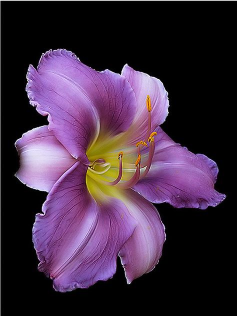 Flowers Black Background, Purple Lily, Day Lilies, Daylilies, Beautiful Flowers Pictures, Arte Floral, Lily Flower, Purple Flower, Flower Beauty