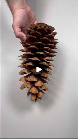 Facebook Pine Cones Decorations, Pinecone Wreaths, Cone Decoration, Christmas Orniments, Diy Pinecone, Ornaments Homemade, Pine Cone Decorations, Pinecone Wreath, Pine Cone Crafts