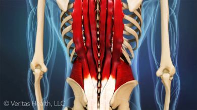 Find out what causes lower left back pain, and when you should seek medical attention. Beginning Yoga Poses, Severe Back Pain, Back Muscle, Back Strain, Lower Back Muscles, Spine Health, Muscle Strain, Muscle Spasms, Low Back Pain