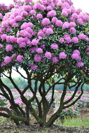 Rhododendron, här uppstammad som litet träd. Trivs i sol/halvskugga med lagom bevattning. Blommar maj-juni. Behöver inte beskäras men kan göras efter blomning under JAS-perioden. Vill ha kemiskt sur jord. Rhododendron Tree, Rhododendron Garden, Pink Rhododendron, Azalea Flower, Flowering Tree, Garden Shrubs, Ornamental Trees, Deck Garden, Garden Trees