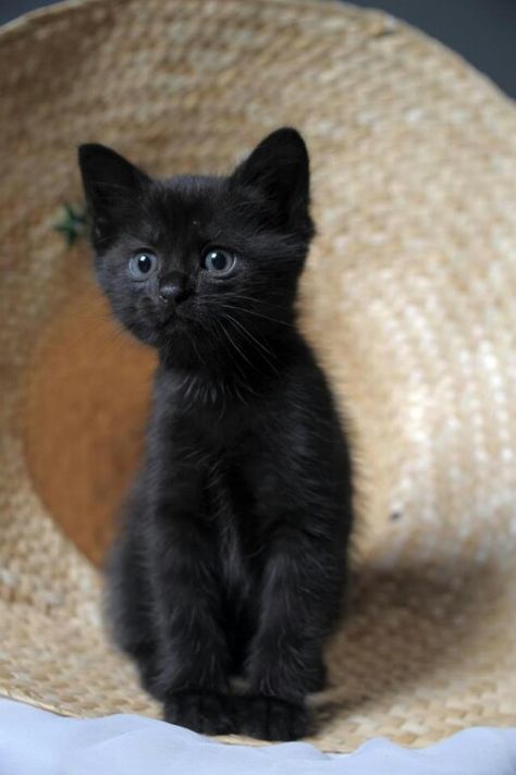 black cats are good luck...Наомчик-деточка Söt Katt, Black Kitten, Kittens And Puppies, Cute Cat Gif, Cute Cats And Kittens, Cats Meow, Pretty Cats, Black Cats, Beautiful Cats