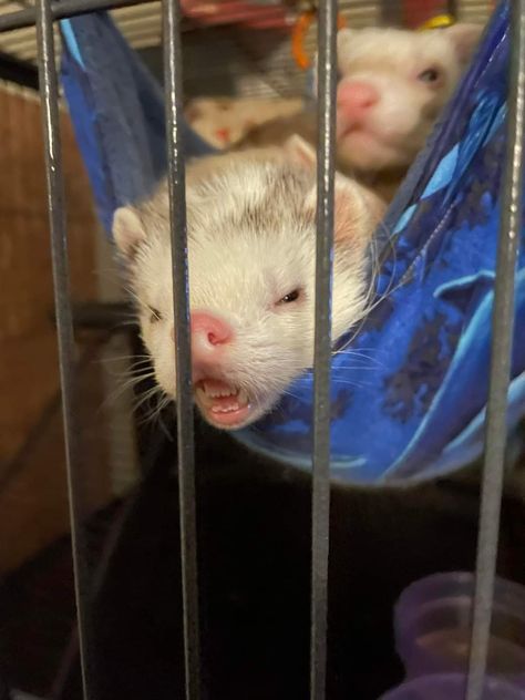 Ferret Wallpaper, Funny Ferret Pfp, Silly Ferret Pfp, Two Ferrets Aesthetic, Ferrets In Love, Silly Ferret, Baby Ferrets, Funny Ferrets, Ferret Meme