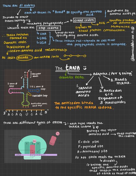 Transcription And Translation Notes, Translation Biology, Aesthetics Notes, Emt Basic, Microbiology Study, Med Notes, Med School Study, Bio Notes, Biochemistry Notes