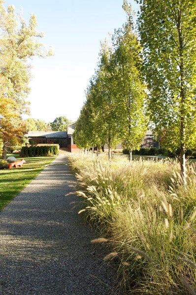 The Art of Autumn Garden Design Calimesa, CA Birch Trees Garden, Sidewalk Garden, Tree Garden Design, Native Gardens, Driveway Landscaping, Grasses Landscaping, Grasses Garden, Mediterranean Garden, Home Landscaping