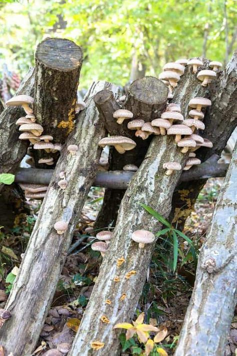 How To Grow Mushrooms From Plugs On Logs Growing Shiitake Mushrooms, How To Grow Mushrooms, Grow Mushrooms, Growing Mushrooms At Home, Mushroom Varieties, Mushroom Kits, Mushroom Grow Kit, Mushroom Growing, Mushroom Cultivation