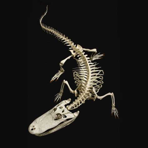 Alligator mississipiensis Skeleton Reference, Crocodile Pictures, Alligator Tattoo, Swamp Creature, Anatomy Bones, Skeleton Anatomy, Animal Ideas, Animal Skeletons, Reference Photos For Artists