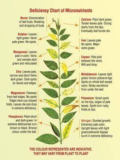 from the University of Arizona Cooperative Extension Plant Deficiencies, Different Types Of Plants, Plant Nutrients, Plant Problems, Plant Diseases, Plant Health, Hydroponic Gardening, Garden Pests, Green Garden