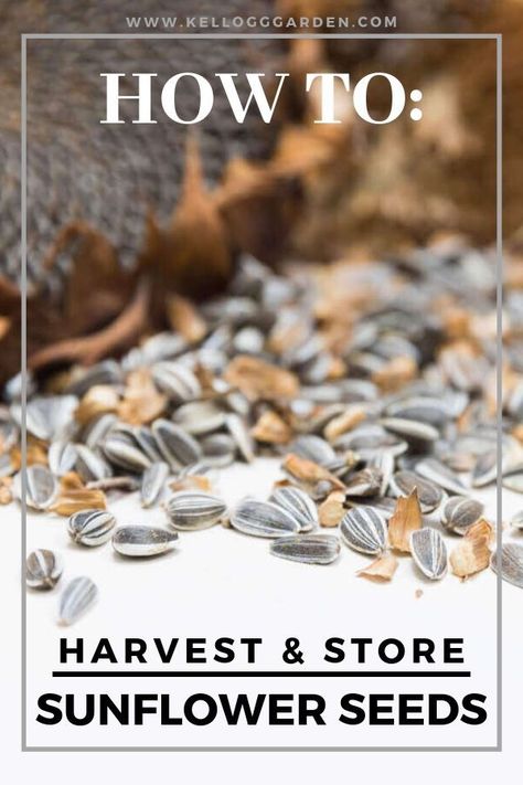 How To Save Sunflower Seeds To Replant, Saving Sunflower Seeds To Replant, Sunflower Uses, Drying Sunflowers, Harvest Sunflower Seeds, Sunflower Varieties, Harvesting Sunflower Seeds, Harvesting Lavender, Sunflower Ideas