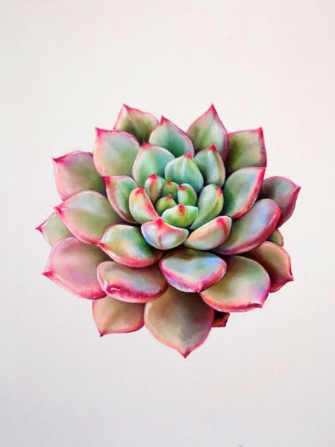 Succulent Drawing, Cactus Flower Painting, Succulents Drawing, Colored Pencil Art Projects, Succulent Painting, Cactus Drawing, Watercolor Succulents, Succulent Art, Colored Pencil Artwork