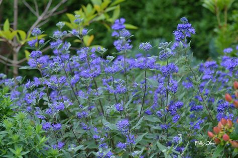 Caryopteris – the Blue Beard shrub – Yard 'N Garden Land Blue Beard Shrub, Blue Flowering Shrubs, Flower Beard, September Flowers, Garden Flower Beds, Small Shrubs, Planting Shrubs, Veg Garden, City Garden