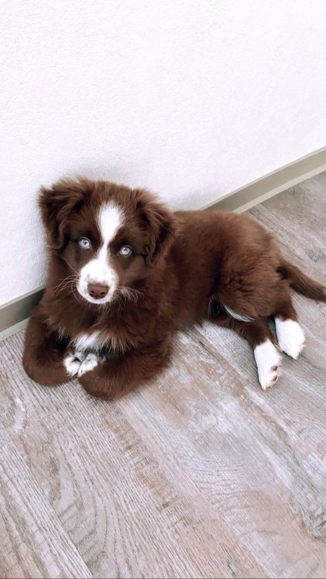 Mini Australian Shepherd Puppies, Mini Aussie Shepherd, Miniature Aussie, Mini Aussie Puppy, Cutest Dog Breeds, Miniature Australian Shepherd Puppies, Mini Australian Shepherd, Miniature Australian Shepherd, Australian Shepherd Puppy