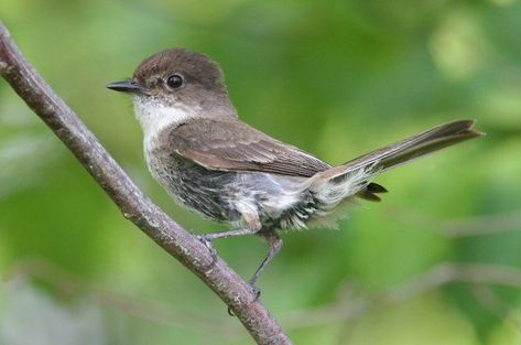 How to Identify an Eastern Phoebe - Birds and Blooms Eastern Phoebe, Phoebe Bird, Bird Baths, How To Attract Birds, Backyard Birds, Farm Yard, Bird Garden, Small Birds, Yahoo Mail