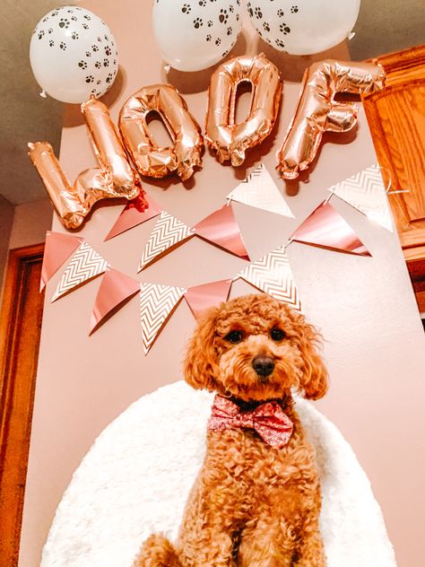 Aesthetic puppy birthday party 1st balloons Dogs First Birthday Ideas, Doggy Birthday Party, Doggie Birthday Party, Dog Birthday Pictures, Aesthetic Birthday Party, Shared Birthday Parties, Aesthetic Puppy, Puppy Birthday Cakes, Doggy Birthday