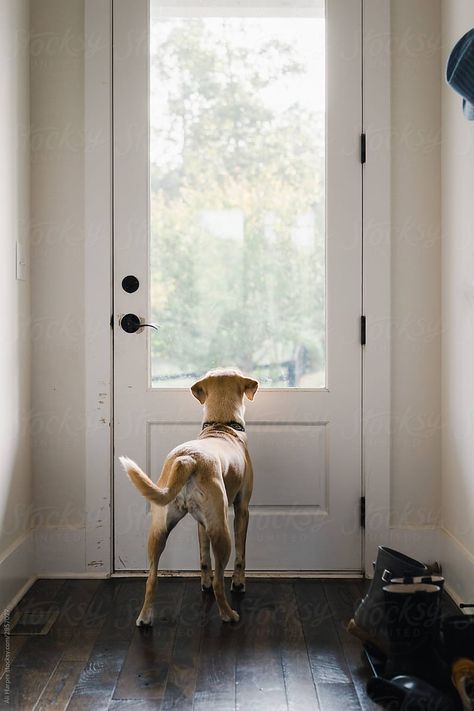 The dog is looking outside. He is guarding the house. Dogs Waiting For Owner, Walking The Dog Illustration, Dog Waiting For Owner, Dog Looking Out Window, Archway Design, House Photoshoot, Looking Out Window, Dog Window, Dog Waiting