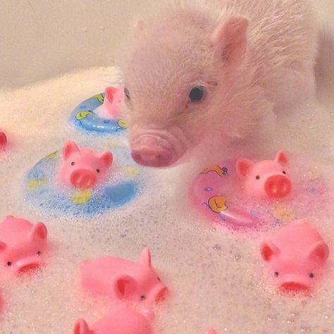 Pig Aesthetic, Micro Pigs, Pig Wallpaper, Baby Pig, Cute Piglets, Pig Art, Mini Pigs, Cute Piggies