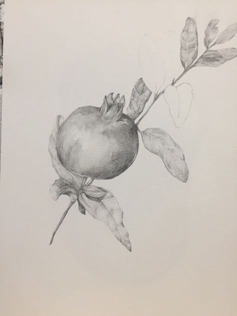 sketch with pomegranate Pomegranate Sketch, Pomegranate Drawing, Leaving Cert, Value Drawing, Painting Words, Art Student, Albert Einstein, Pencil Sketch, Drawing Techniques