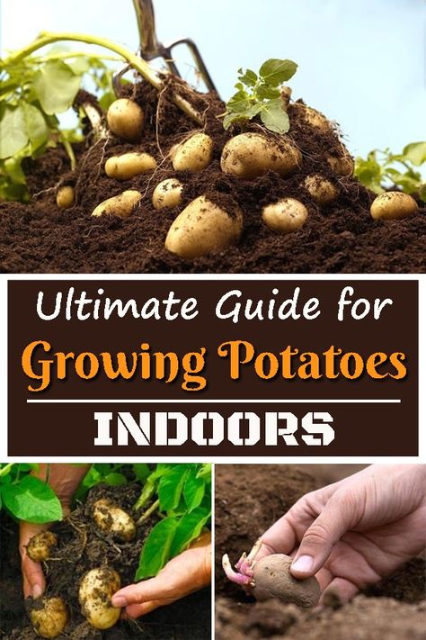 If you are Growing Potatoes Indoors, you'll be getting fresh supply year-round! Interested in growing them perfectly? Read ahead! Growing Potatoes Indoors, Planting Seed Potatoes, Grow Potatoes In Container, Indoor Gardening Supplies, Grow Your Own Vegetables, Container Potatoes, Potato Gardening, Growing Vegetables Indoors, Growing Food Indoors