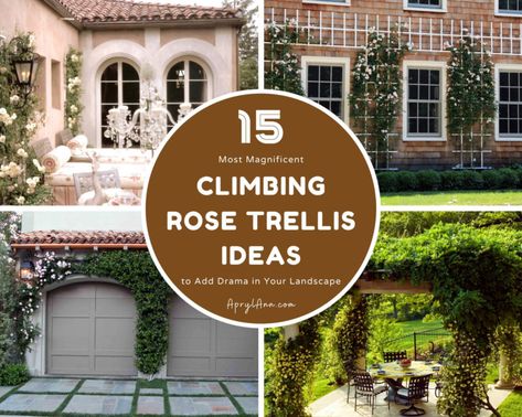 Lady Banks Climbing Roses Trellis, Trellis On Brick House, Rose Arbor Trellis, Rose Trellis Against House, Rose Bush Trellis Ideas, Climbing Rose Trellis Ideas, Trellis For Roses, Climbing Roses On House, Climbing Rose Trellis