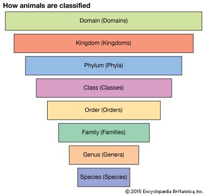 taxonomy | biology | Britannica.com Taxonomy Biology, Animal Classification, Biology Classroom, Science Notes, Biology Notes, Marine Biology, Mind Map, Anchor Charts, Small Groups