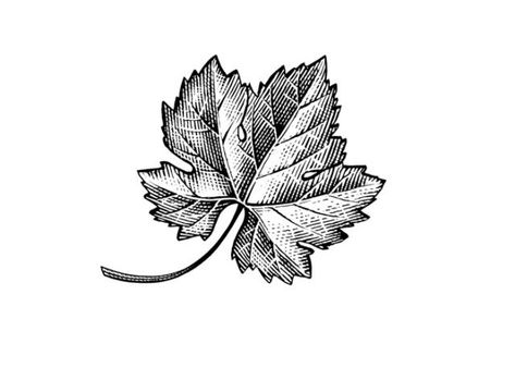 Grape leaf Icon Grapes Leaves Drawing, Grape Leaves Illustration, Grape Leaf Drawing, Grape Leaves Tattoo, Grape Leaves Drawing, Grape Leaf Tattoo, Grape Leaf, Grape Tattoo, Grape Vine Tattoo