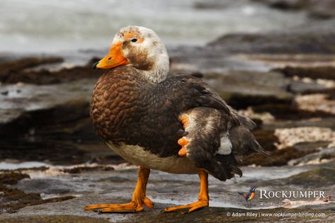 [Male]Falkland steamer duck (Tachyeres brachypterus), a flightless species endemic to the Falkland Islands © Adam Riley Falkland Islands, This Is Us, Animals, Travel