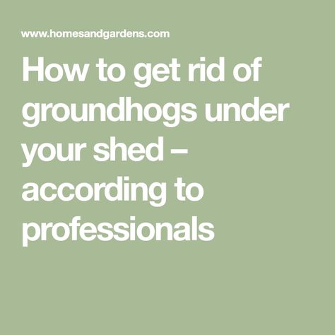 How to get rid of groundhogs under your shed – according to professionals How To Get Rid Of Chiggers In Yard, How To Get Rid Of Groundhogs In Yard, Get Rid Of Raccoons In Yard, How To Get Rid Of Gophers In Yard, How To Keep Groundhogs Out Of Garden, Get Rid Of Groundhogs, Ground Level Deck, Bug Off, Outdoor Trash Cans