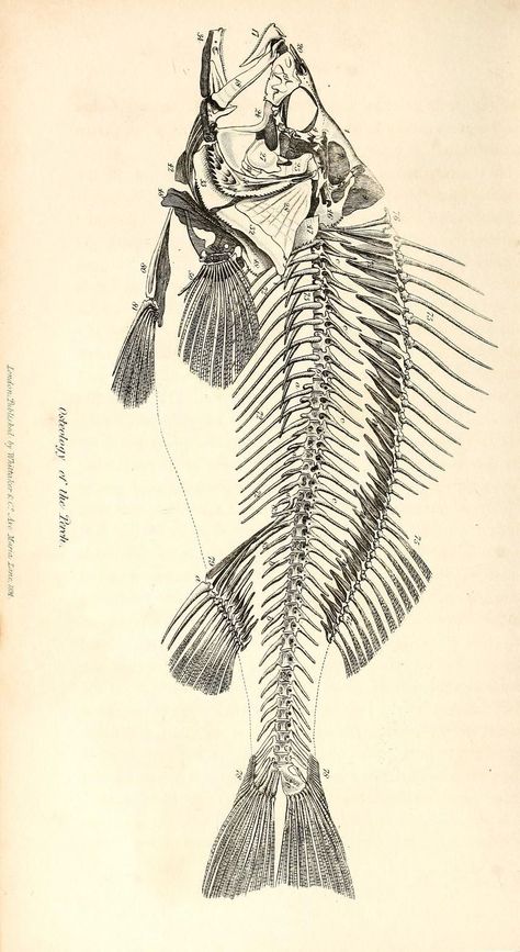 Fish Anatomy, Scientific Drawing, Fish Skeleton, Animal Skeletons, Fish Cakes, Fish Illustration, Fish Drawings, Chips Recipe, Animal Bones